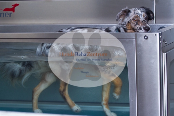 Osteopathie für Hunde: Hund auf Unterwasserlaufband beim Aquatraining, Hydrotherapie unterstützt die Hundeosteopathie