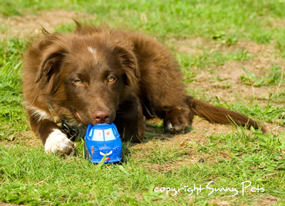 Hundetrick Auto schieben, Hundetraining in der Hundeschule NotioCanis bei OsteoVet Marschall