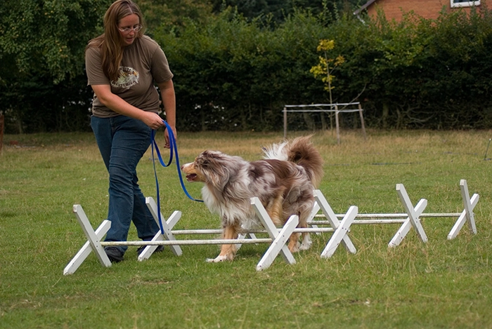 Dr. Marschall führt Cavaletti-Übungen mit einem Hund durch