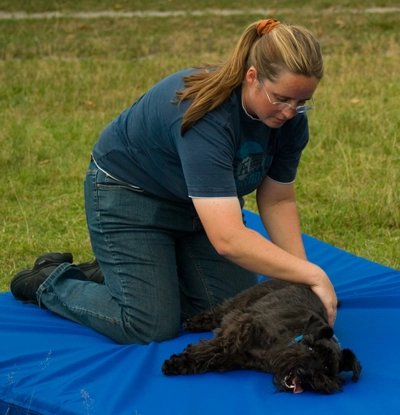 Dr. Marschall behandelt einen Hund mit osteopathischen Faszientechniken
