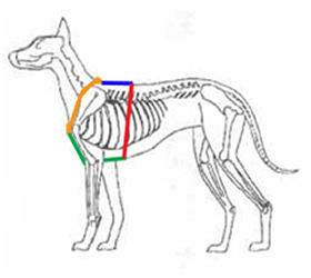 Grafik zur Messung für Hundegeschirre bei Sunny Pets
