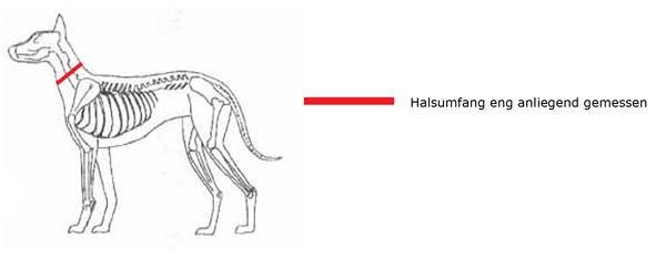 Grafik zur Messung des Halsumfangs für Hundehalsbänder